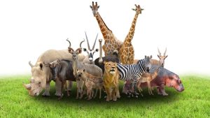 animals in spanish